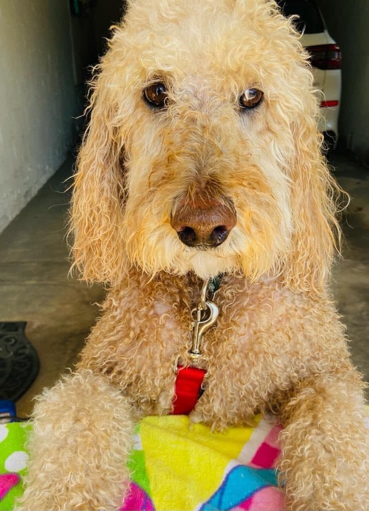 Portrait of a curly golden doodle with a red leash, resting its paws on a colorful towel