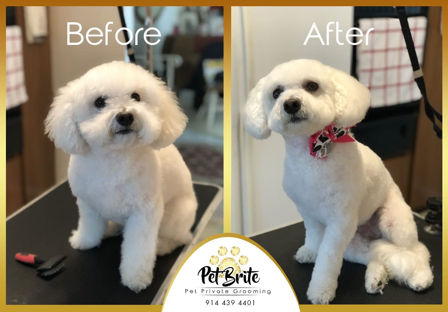 Before and after photos of a white bichon, groomed and wearing a bow