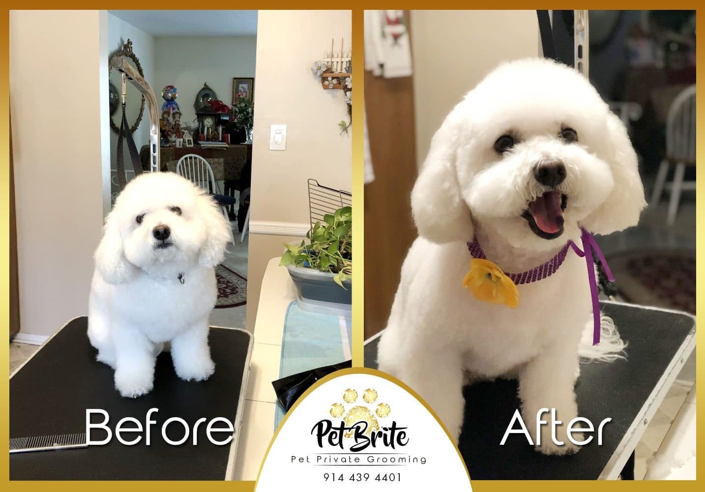 Before and after photos of a white bichon, the second with a yellow bow and a big smile