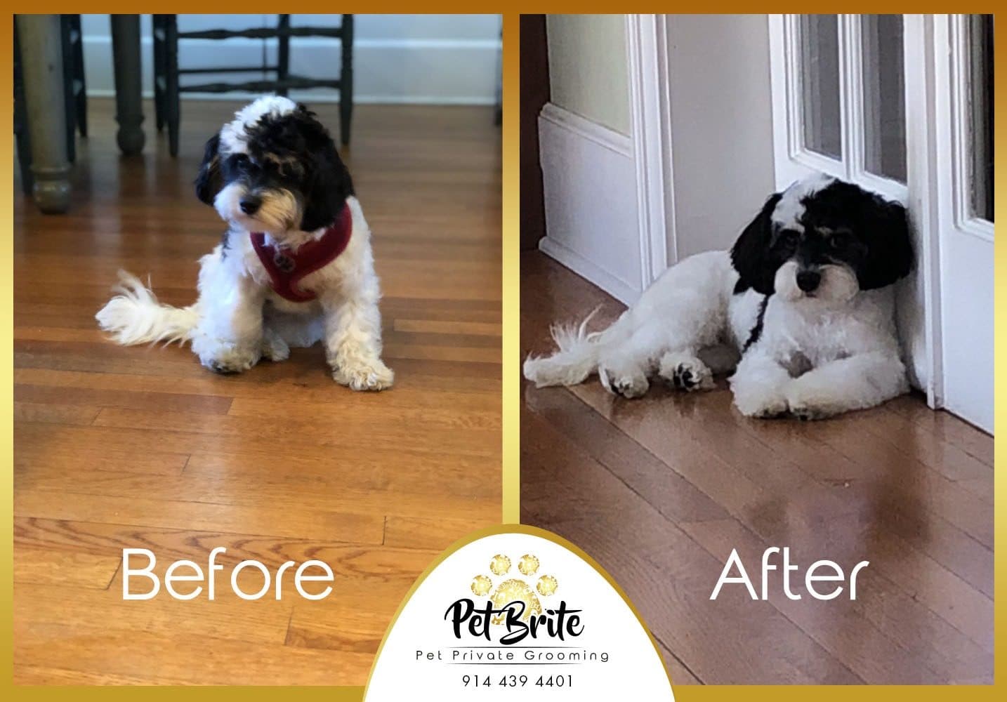Before and after photos of a black and white dog on a wood floor