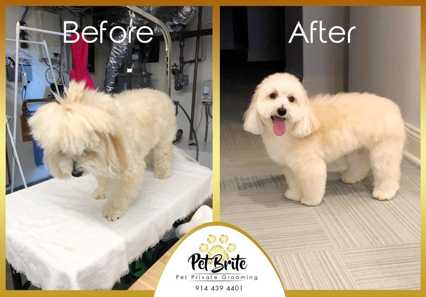 Before and after photos of a cream dog, from a shaggy coat to a short, even trim
