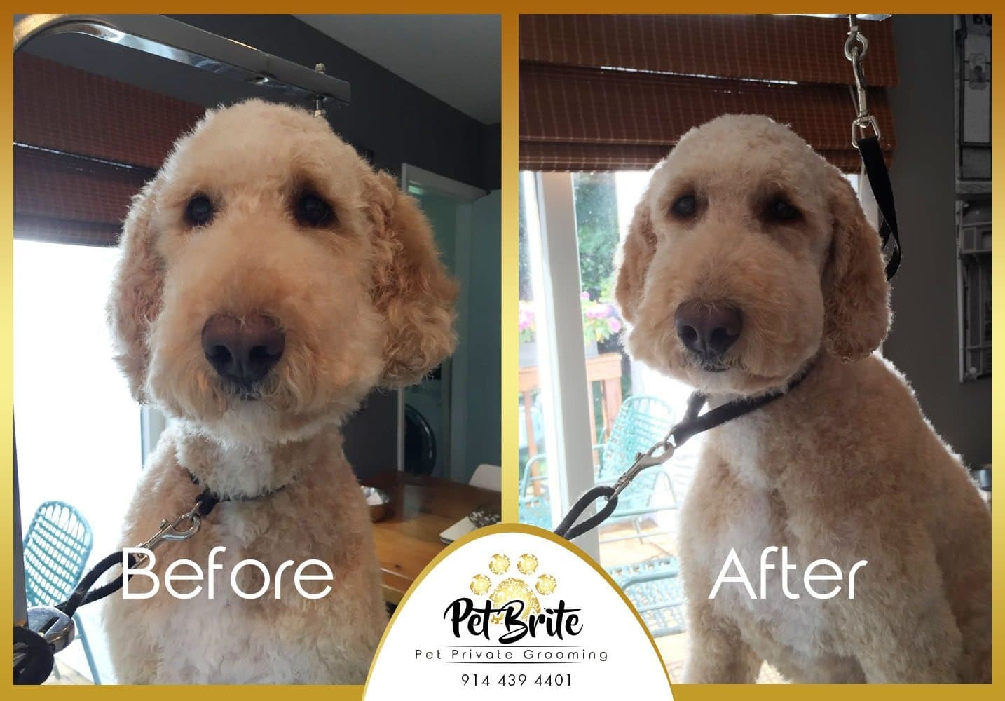 Before and after photos of a goldendoodle with a tidy teddy-bear cut