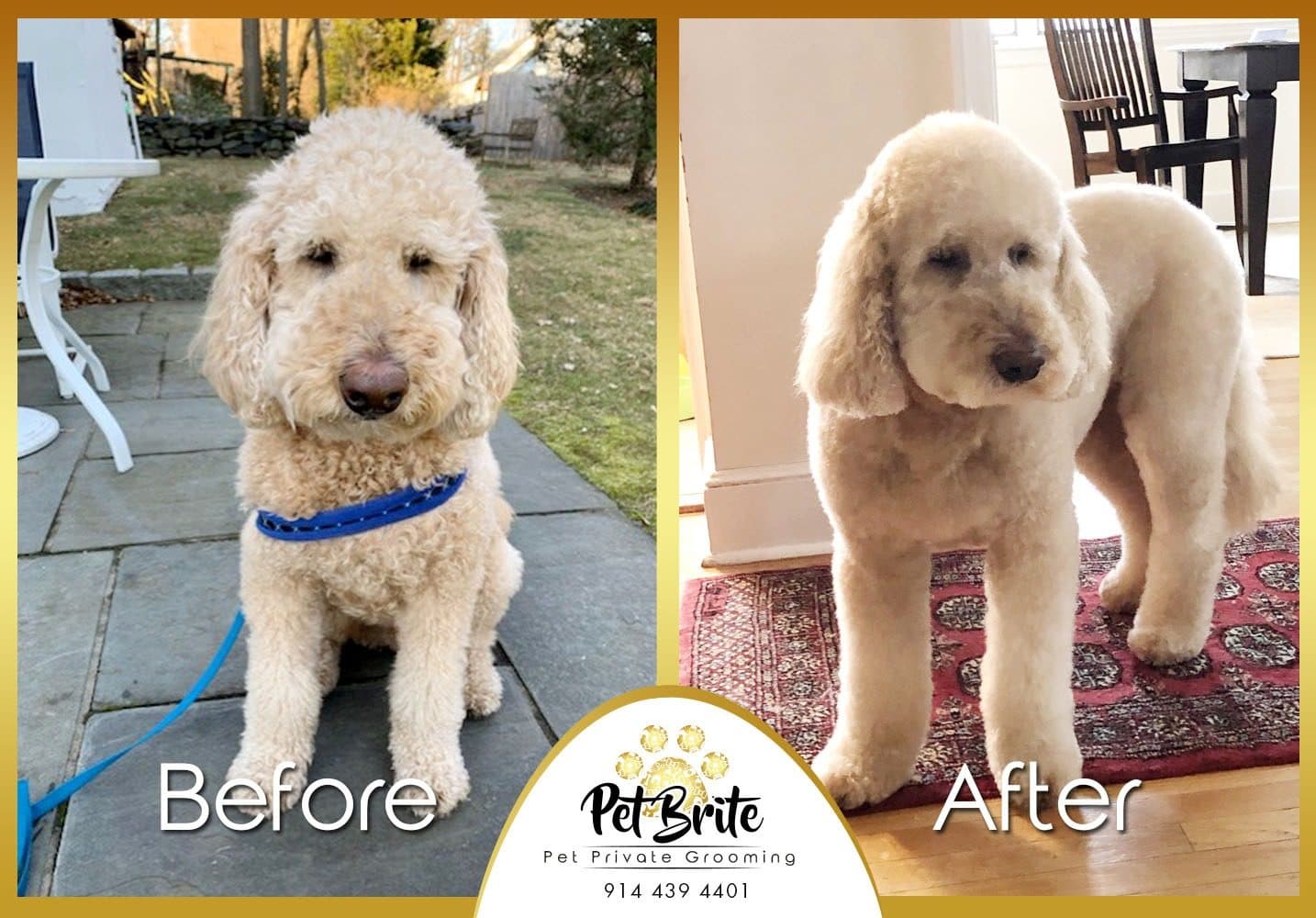 Before and after photos of a labradoodle with a short, even coat