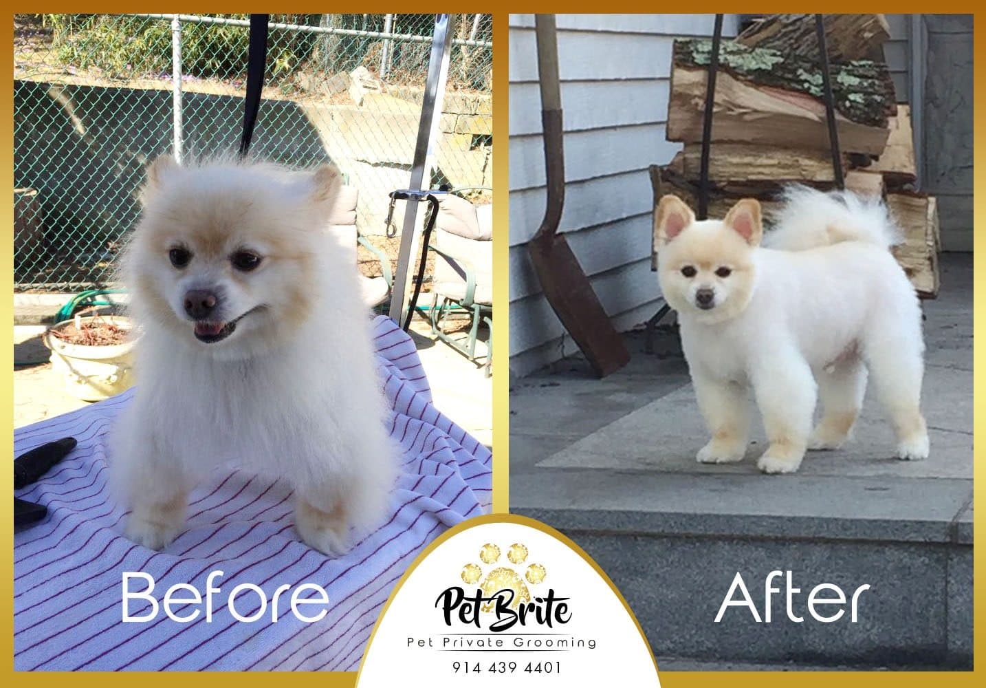 Before and after photos of a cream Pomeranian with a neat, rounded trim