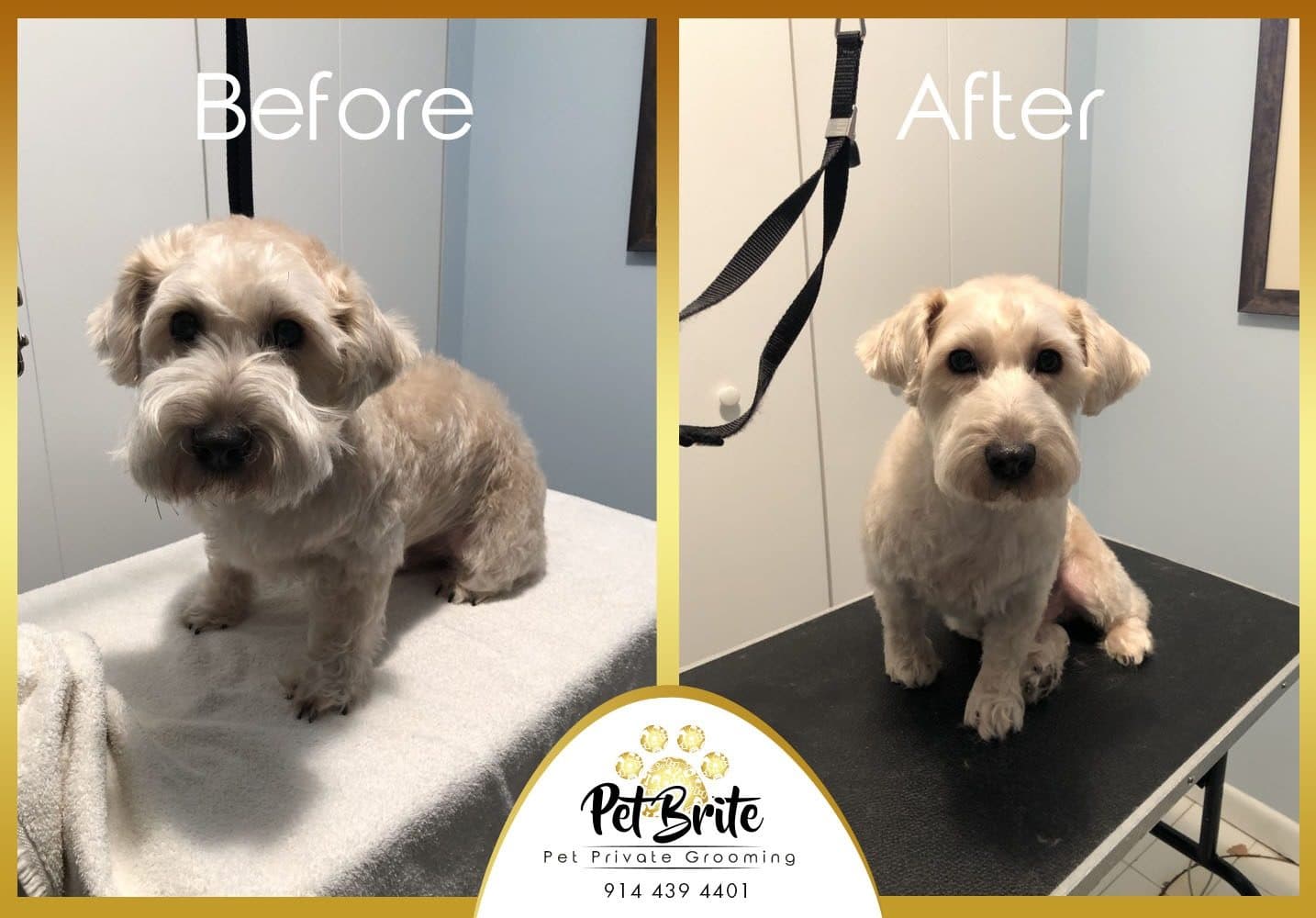 Before and after photos of a scruffy tan dog, ending with a neat face