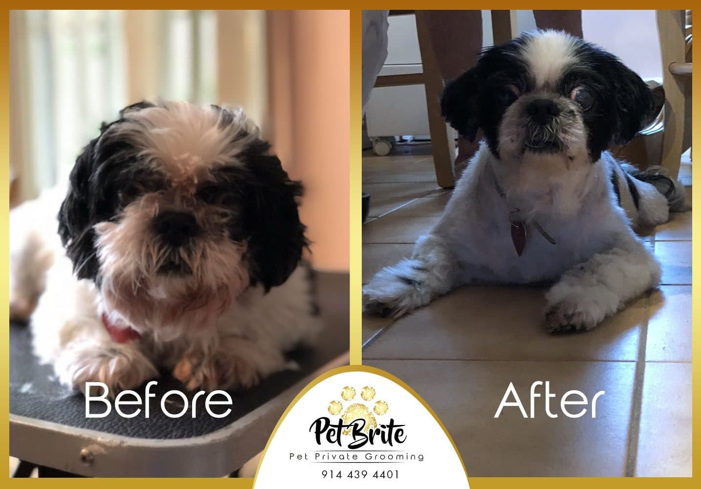 Before and after photos of a black and white Shih Tzu with a short trim