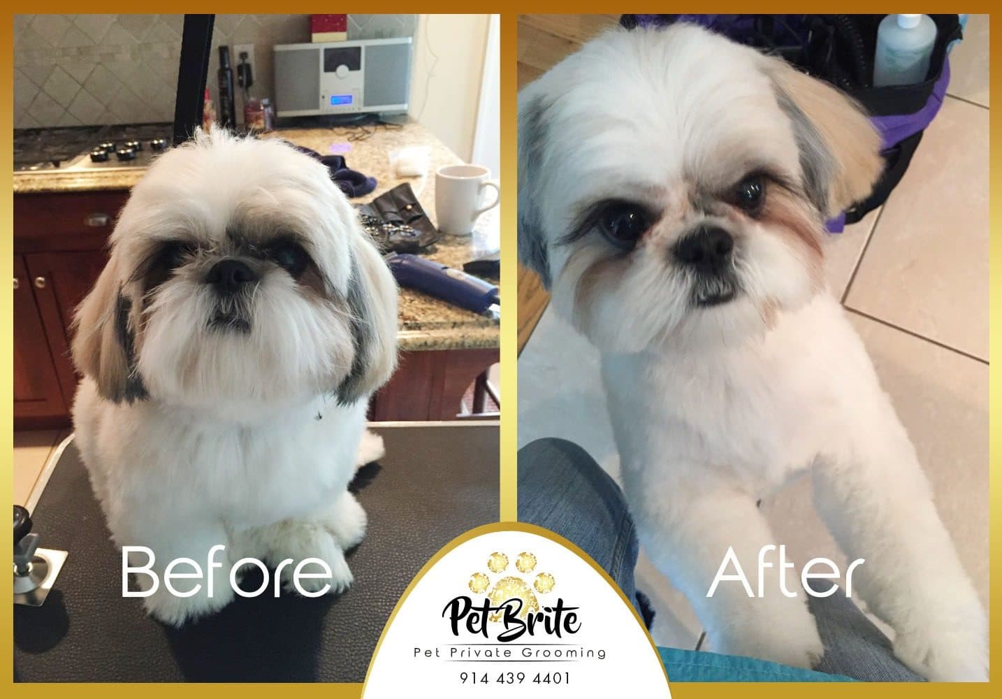 Before and after photos of a white Shih Tzu with a tidy face trim