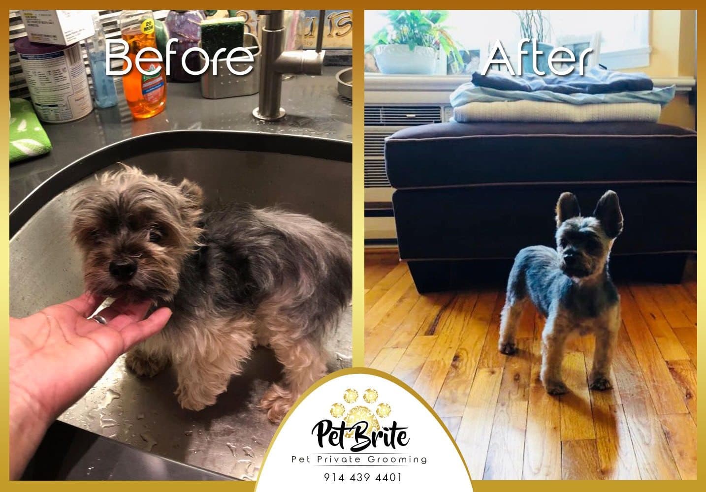 Before and after photos of a Yorkie, from a wet bath to a neat short trim