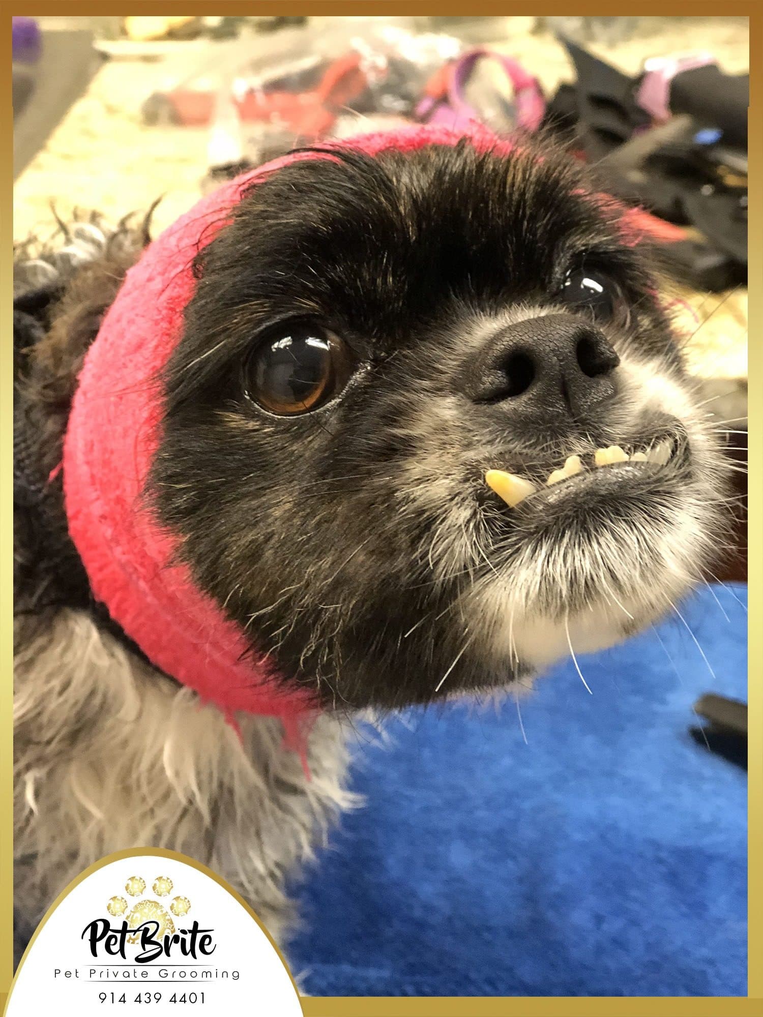 Close-up of a small black dog with a pink wrap around its head