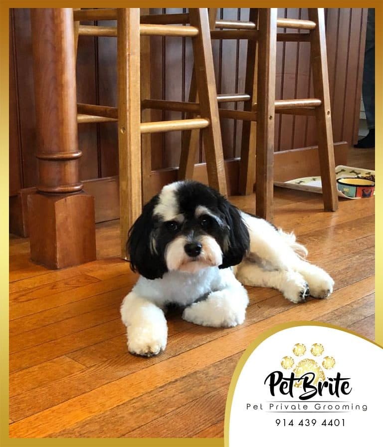A black and white dog lying on a wood floor in front of kitchen stools