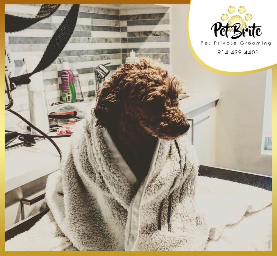 A brown poodle wrapped in a gray towel, facing away from the camera