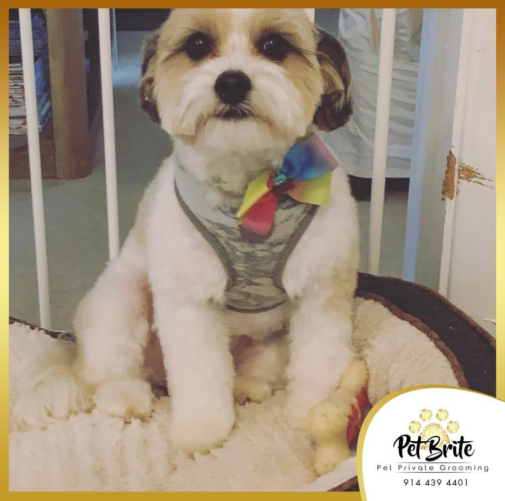 A fluffy white and tan dog in a harness and rainbow bow tie