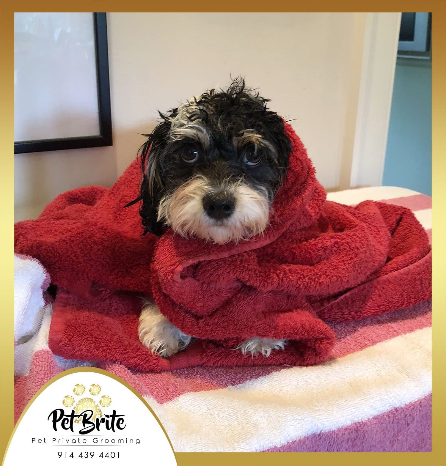 A wet black and white dog wrapped in a red towel