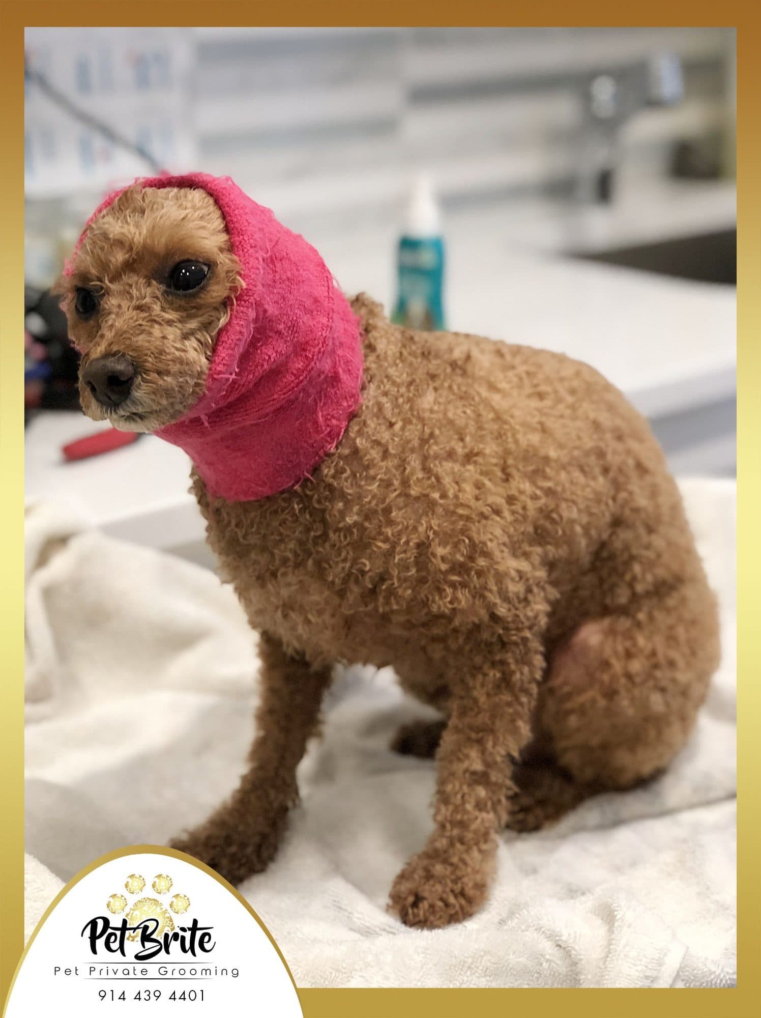 A brown poodle with a pink wrap around its head, sitting on a white towel