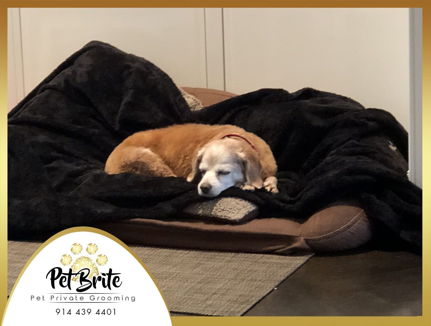 A senior tan dog asleep on a dark dog bed