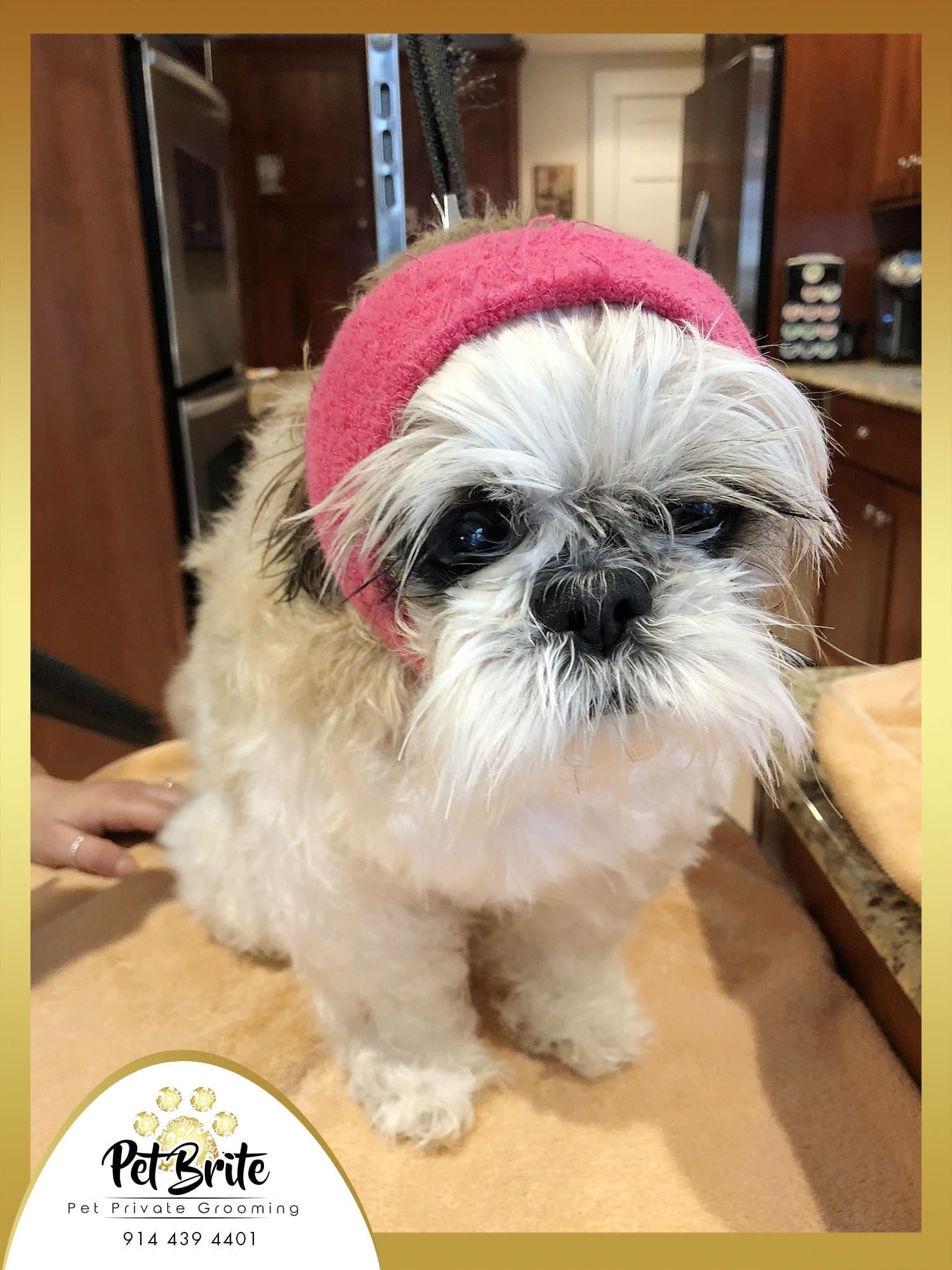 A fluffy white and black Shih Tzu wearing a pink head wrap