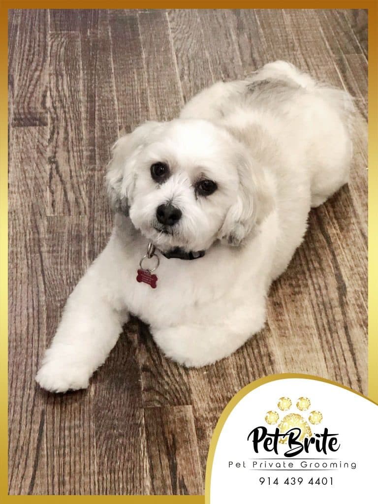A fluffy white dog with a red tag, lying on a wood floor