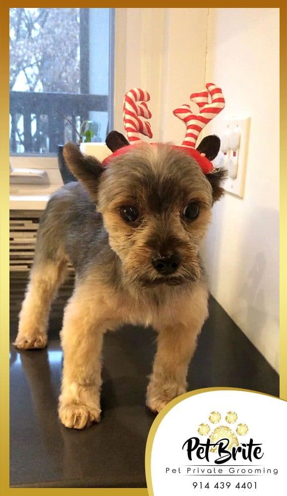 A groomed Yorkie on the table wearing reindeer antlers