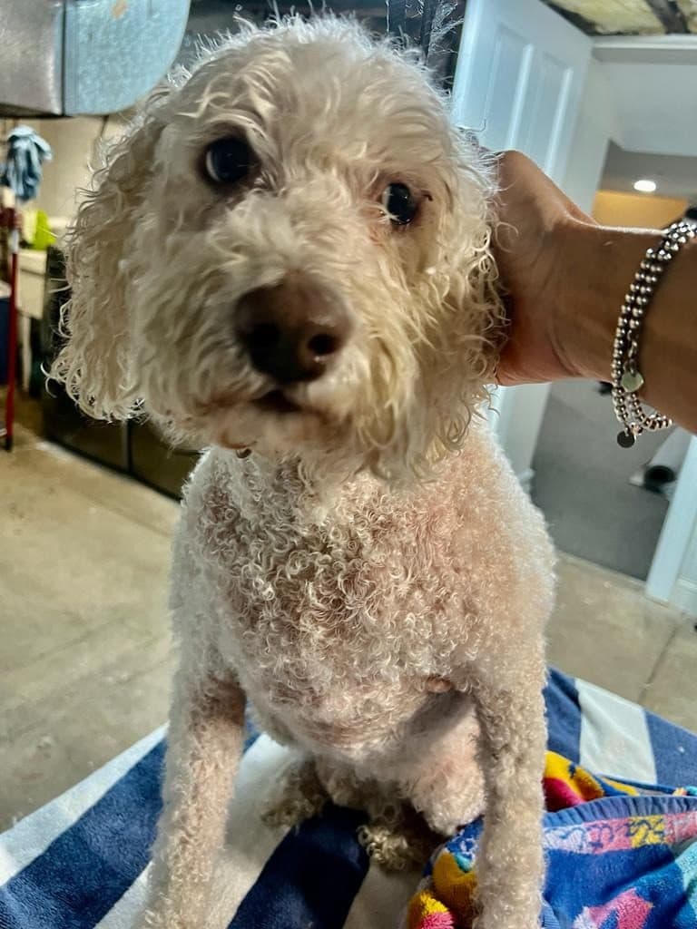 A curly cream poodle with damp fur, held gently by a hand with a bracelet