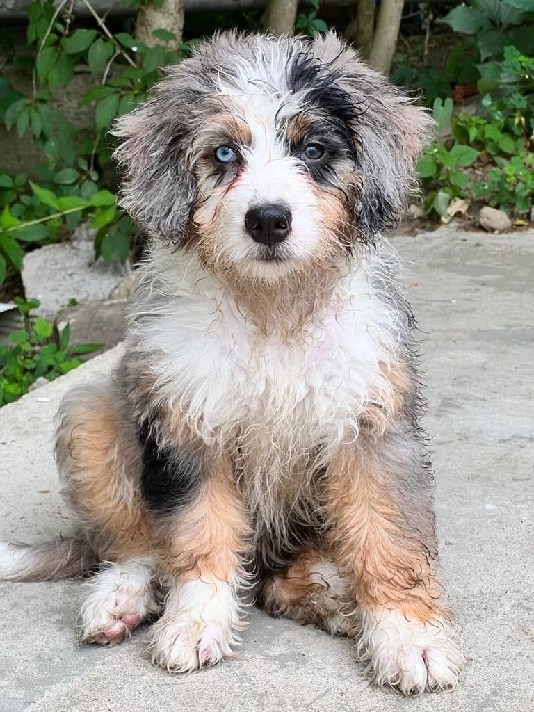 A fluffy blue-merle puppy with one blue eye sitting on a stone patio