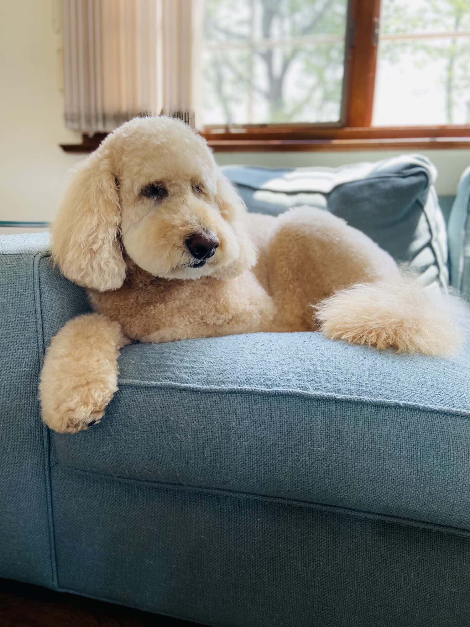 A freshly groomed golden doodle resting on a teal sofa