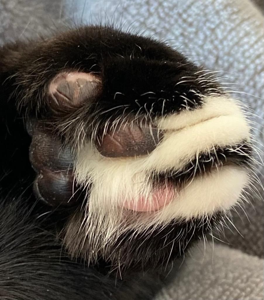 Close-up of a black and white cat paw with soft pads and fur between the toes