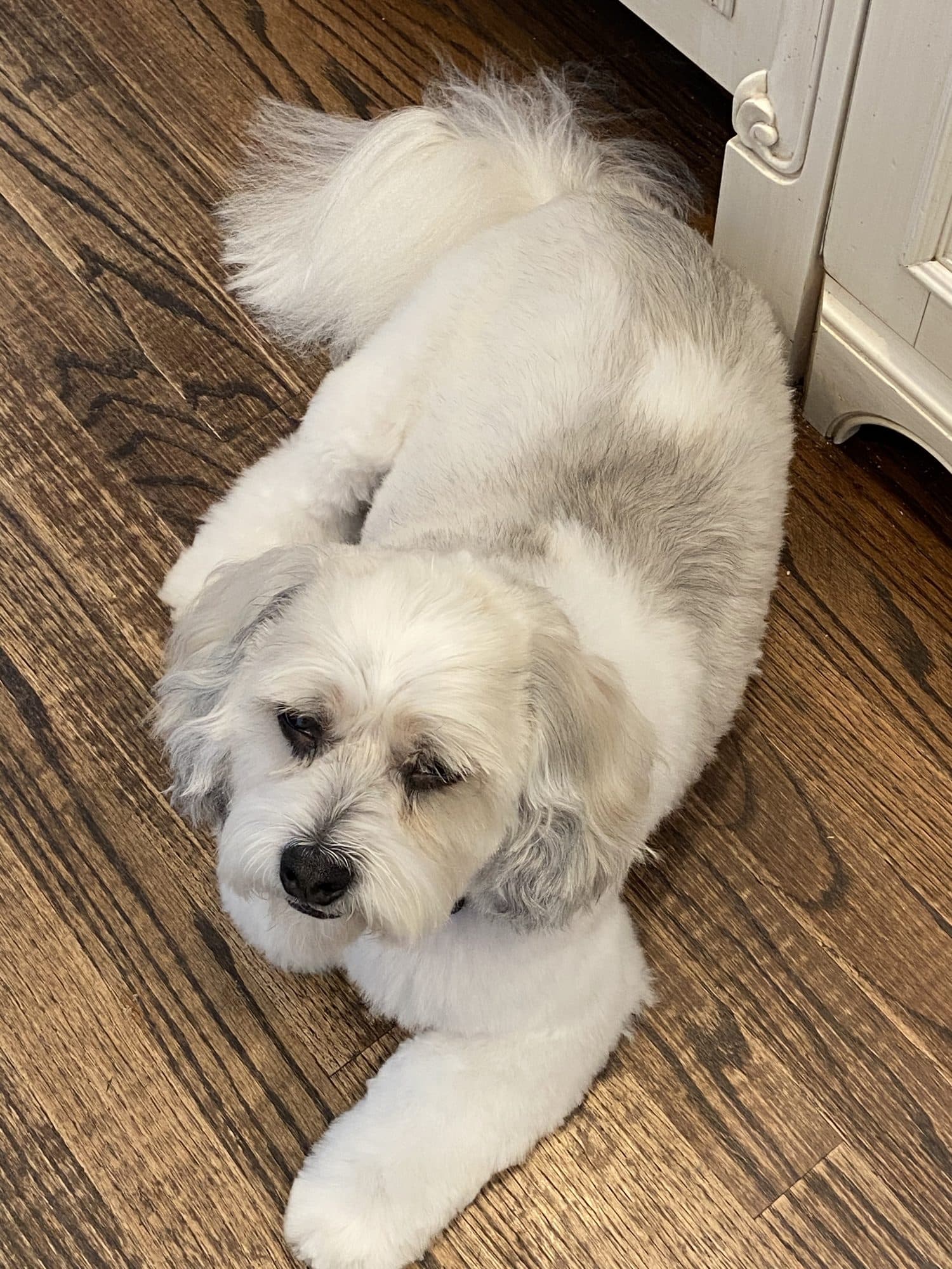 A white and gray fluffy dog with a neat trim, lying on a wood floor