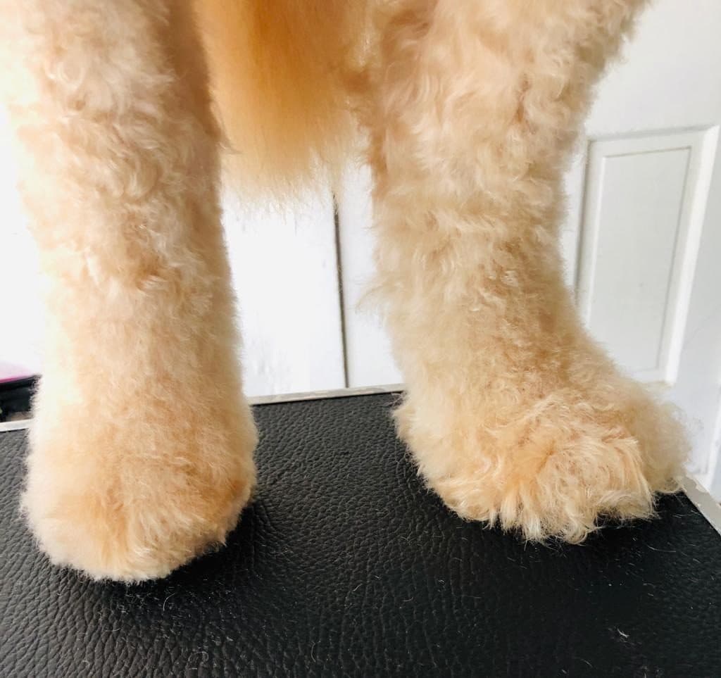 Close-up of the front legs and trimmed paws of a golden doodle on the grooming table